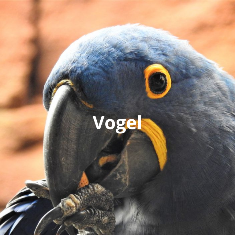 Vogel